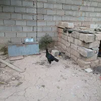 بوقلمون مرغ لاری مرغ گلین