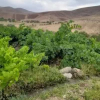 اجاره باغ انگوری