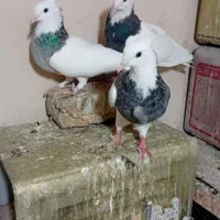کبوتر طوقی