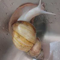 حلـزون