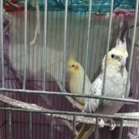 عروس هلندی