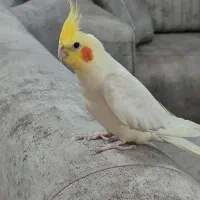 عروس هلندی نر