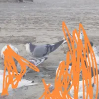کبوتر