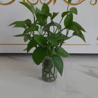 قلمه گل پتوس