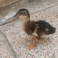 فروش یک جفت مرغ عشق نر و ماده ، 1دونه اردک