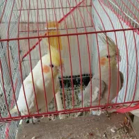 عروس جفت دارن میشن