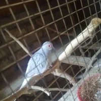 پاختر چینی