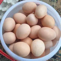 تخم مرغ رسمی