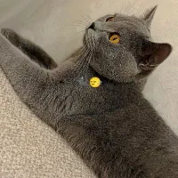 گربه