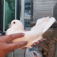کبوتر پرشی