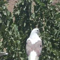 کبوتر پرشی