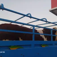 خرید و فروش گاو و گوساله نرچاق