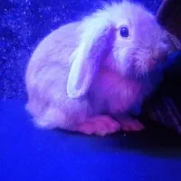 خرگوش لوپ هلندی اصل