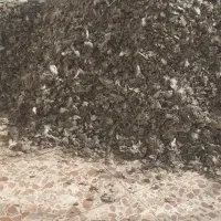 کودکفتر|لوازم جانبی حیوانات|سبزوار, باهنر|دیوار