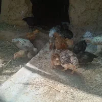 جوجه دورگ ولاری