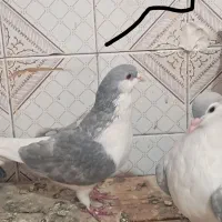 کفتر چادری اطیقه