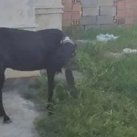 حیوانات مزرعه بز پاکستانی عالی