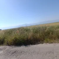 پوشال برنج کاه