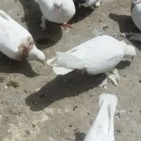 فروش کبوتر چرام