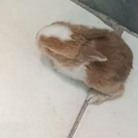 خرگوش