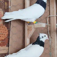 کفتر طوقی ۳عدد نر هوویی روهم