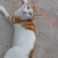 واگذاری رایگان گربه نر ۹ ماهه