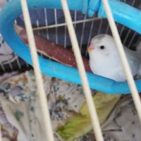 مرغ عشق