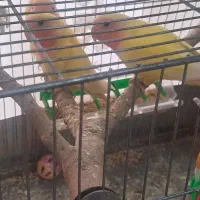 جوجه کوتوله صورت هلویی