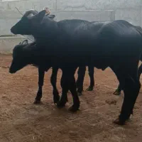 گاومیش نر