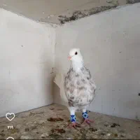 کبوترطوقی درجه یک