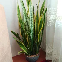گل طبیعی سانسوریا