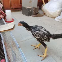 لاری نژاد افغان