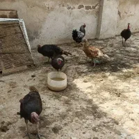 ۵ عدد بوقلمون