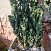 کاکتوس صخره سایز بزرگ بدون زردی و قارچ