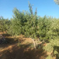 1200متر باغ بادام مامایی در احرار جدید