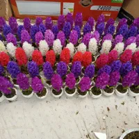 گل سنبل بسیار مشابه طبیعی