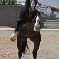 فروش فوری