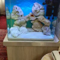 اکواریوم اب شور شیشه خم با ماهی
