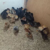جوجه محلی