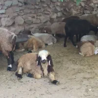 حداقل وزن گوسفند وخروس زنده  سعادت اباد