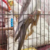 یک جفت عروس هلندی نر و ماده. سخنگو