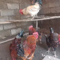 خروس محلی