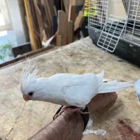 عروس هلندی ماده