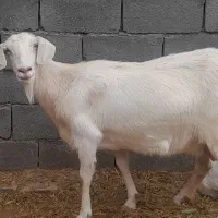 سانن شیری.معاوضه با جو و کاه