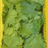 برگ مو ارسال رایگان