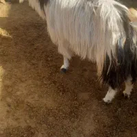 بزقصر وعشقی