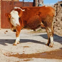 سمیتال قرمز