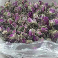 گل محمدی|گل و گیاه طبیعی|سبزوار, قصبه شرقی|دیوار