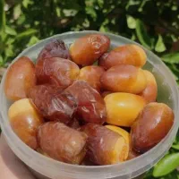 رطب