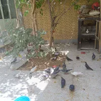 کبوتر|پرنده|شهرضا, |دیوار